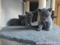 Fotos del anuncio: ltimos Gatitos British Shorthair Blue Disponibles!