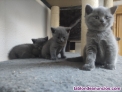 Fotos del anuncio: ltimos Gatitos British Shorthair Blue Disponibles!