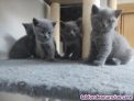 Fotos del anuncio: ltimos Gatitos British Shorthair Blue Disponibles!