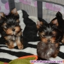 Fotos del anuncio: Regalo preciosos yorkshires minis...........