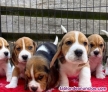 Fotos del anuncio: Preciosos Cachorros BEAGLE Para Adopcin