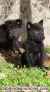 Fotos del anuncio: Perro lobo wolfdog, cachorros preciosos 