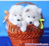 Fotos del anuncio: Regalo! cachorros  samoyedo