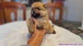 Fotos del anuncio: Cachorros Lul mini de Pomerania