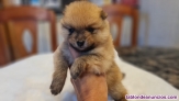 Fotos del anuncio: Cachorros Lul mini de Pomerania