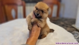 Fotos del anuncio: Cachorros Lul mini de Pomerania