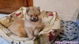 Fotos del anuncio: Cachorros Lul mini de Pomerania