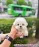 Fotos del anuncio: Regalo de cachorros bichon maltes