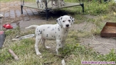 Fotos del anuncio: Dos CACHORROS DALMATA gratis whatsapp