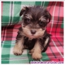 Fotos del anuncio: Regalo Schnauzer Mini:+34 681360945