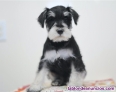 Fotos del anuncio: Regalo Cachorros de Schnauzer Miniatura :+34.613466679