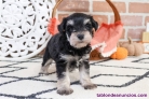 Fotos del anuncio: Regalo Cachorros de Schnauzer Miniatura :+34.613466679