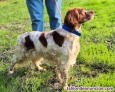 Fotos del anuncio: Perros de caza de perreras castellanas