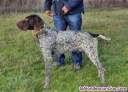 Fotos del anuncio: Perros de caza de perreras castellanas