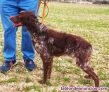 Fotos del anuncio: Perros de caza de perreras castellanas