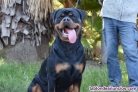 Fotos del anuncio: Se regala hembra rottweiler 