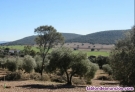 Fotos del anuncio: Venta de Finca Rustica en Portugal cerca del pantano de alqueva