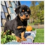 Fotos del anuncio: Regalo Magnficos Cachorros de Rottweiler - Disponible ahora +34 677255533