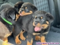 Fotos del anuncio: Regalo Magnficos Cachorros de Rottweiler - Disponible ahora +34 677255533