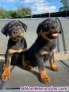 Fotos del anuncio: Regalo Magnficos Cachorros de Rottweiler - Disponible ahora +34 677255533