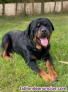 Fotos del anuncio: Regalo Magnficos Cachorros de Rottweiler - Disponible ahora +34 677255533