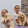 Fotos del anuncio: Cachorros Golden Retriever