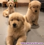 Fotos del anuncio: Cachorros Golden Retriever