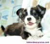 Fotos del anuncio: Cachorros de Chihuahua ........WhatsApp: 604 22 66 62