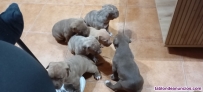 Se venden cachorros de Amrican Pitbull 