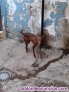 Fotos del anuncio: Regalo perro podenco