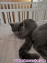 Fotos del anuncio: Gatitas British Shorthair Blue