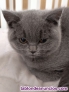 Fotos del anuncio: Gatitas British Shorthair Blue