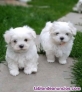 Fotos del anuncio: Regalo Mini Toy Cachorros Bichon Maltes(whatsapp