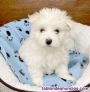 Fotos del anuncio: REgalo lindo bichon maltes cachorros whatsapp