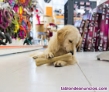 Fotos del anuncio: Traspaso clnica veterinaria zona Aluche 