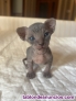 Fotos del anuncio: Gatitos Sphynx deseando conocer su nueva familia