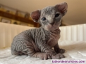 Fotos del anuncio: Gatitos Sphynx deseando conocer su nueva familia