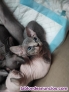 Fotos del anuncio: Gatitos Sphynx deseando conocer su nueva familia