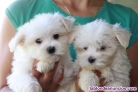 Fotos del anuncio: Bichon maltese macho y hembra para  adopcion