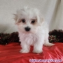 Fotos del anuncio: Regalo Mini Toy Cachorros Bichon Maltes