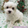 Fotos del anuncio: Regalo Mini Toy Cachorros Bichon Maltes