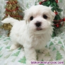 Fotos del anuncio: Regalo Mini Toy Cachorros Bichon Maltes