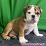 Fotos del anuncio: Adopcin / Regalo Cachorros Bulldog Ingls