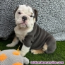 Fotos del anuncio: Adopcin / Regalo Cachorros Bulldog Ingls