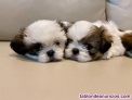 Fotos del anuncio: Excelente regalo cachorros shih tzu