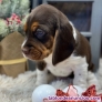 Fotos del anuncio: Excelente regalo cachorros beagle