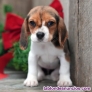 Fotos del anuncio: Excelente regalo cachorros beagle