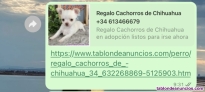 Fotos del anuncio: Estafa adopcin de cachorros chihuahua.