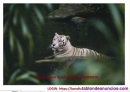 Fotos del anuncio: Bandhavgarh Safari Booking