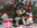 Fotos del anuncio: Yorkshire Terrier ..... WhatsApp: 602434348